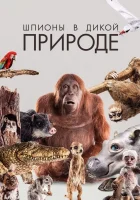  Шпионы в дикой природе смотреть онлайн тв шоу 2017 в HD