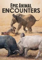  Невероятные встречи с животными смотреть онлайн тв шоу 2019 в HD