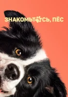  Знакомьтесь, пёс смотреть онлайн фильм 2022 в HD