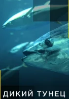  Дикий тунец смотреть онлайн тв шоу 2012 в HD